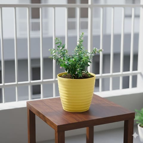 Cuphea / False Heather White in 5 Inch Bloom Yellow Avora Premium Plastic Planter