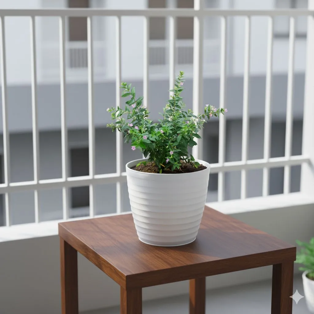 Cuphea / False Heather White in 5 Inch White Avora Premium Plastic Planter