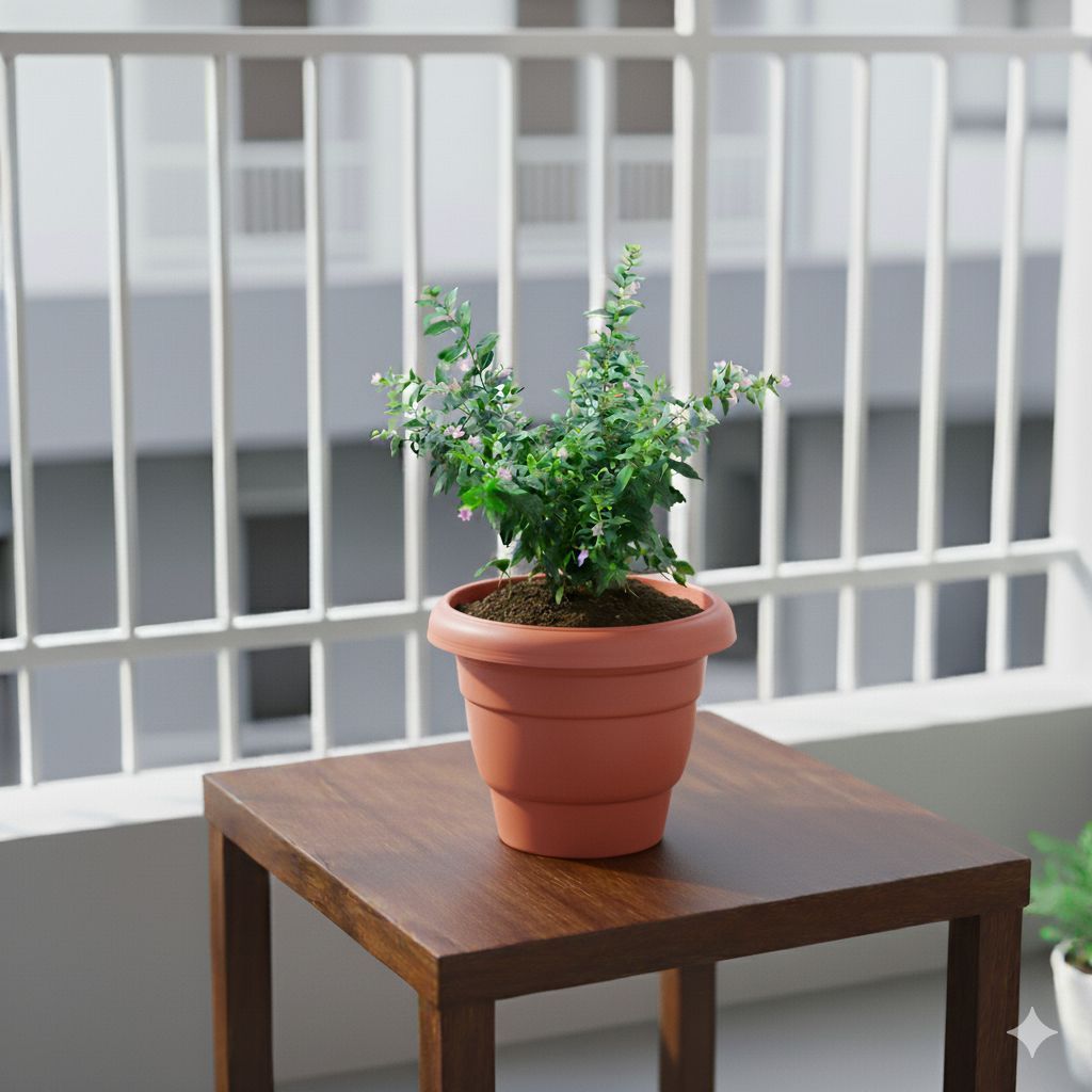 Cuphea / False Heather White in 8 Inch Terracotta Red Classy Plastic Pot