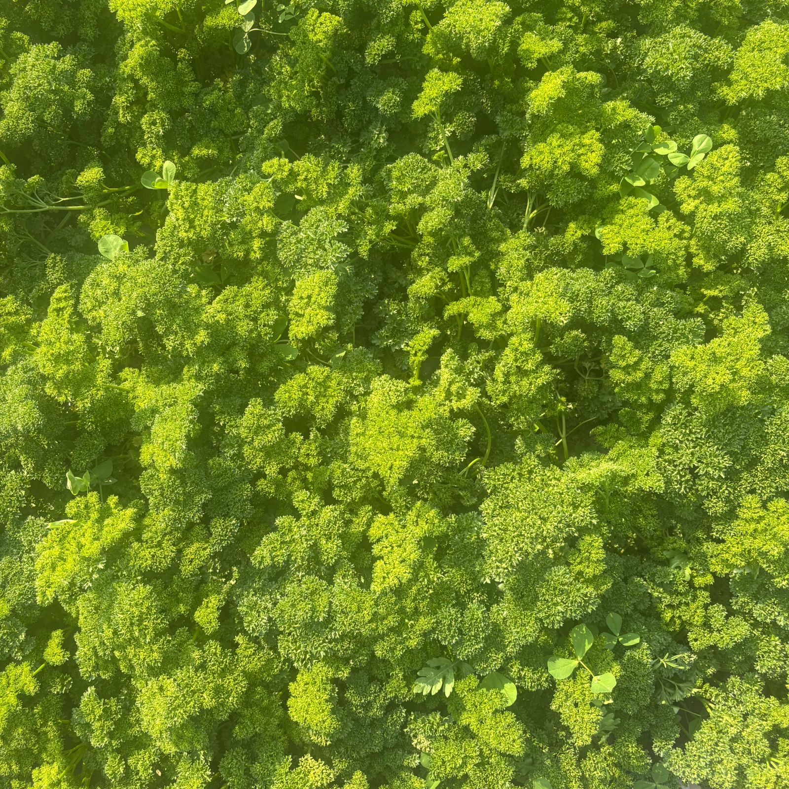 Parsley in 4 Inch Nursery Bag