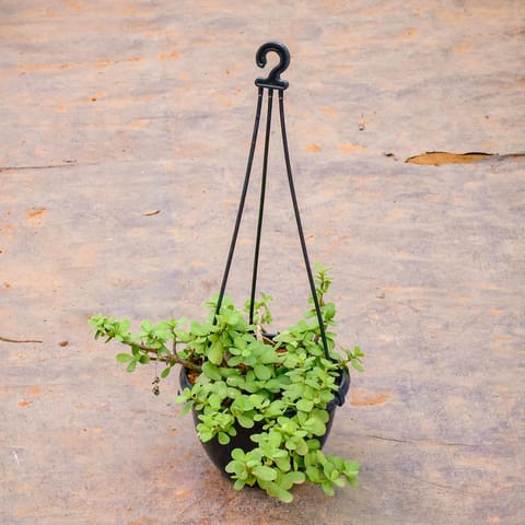 Jade Mini / Elephant Bush in 6 Inch Hanging Pot