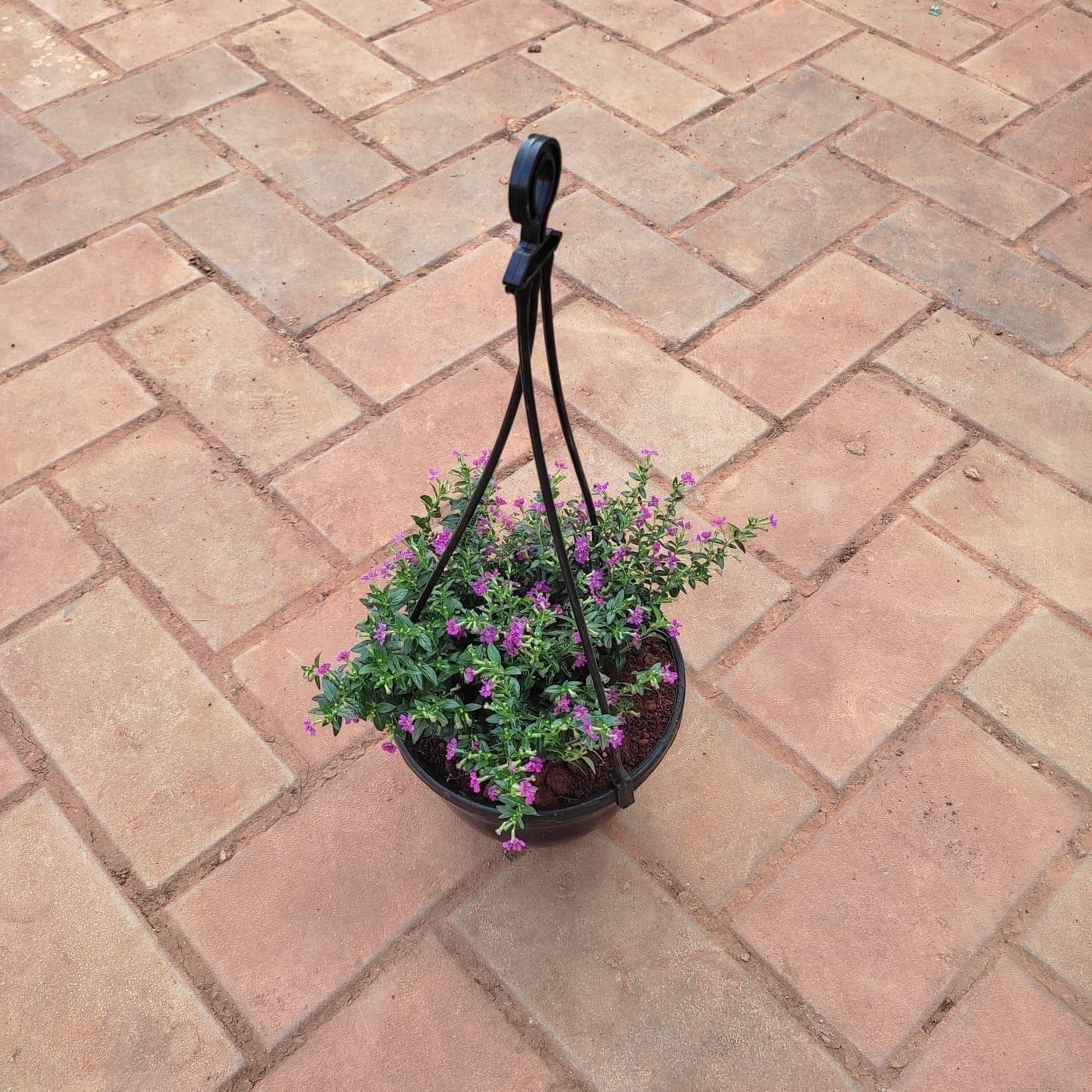 Cuphea / False Heather (Any Colour) in 6 Inch Hanging Pot