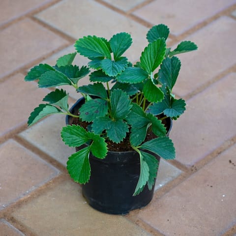 Strawberry in 4 Inch Nursery Pot
