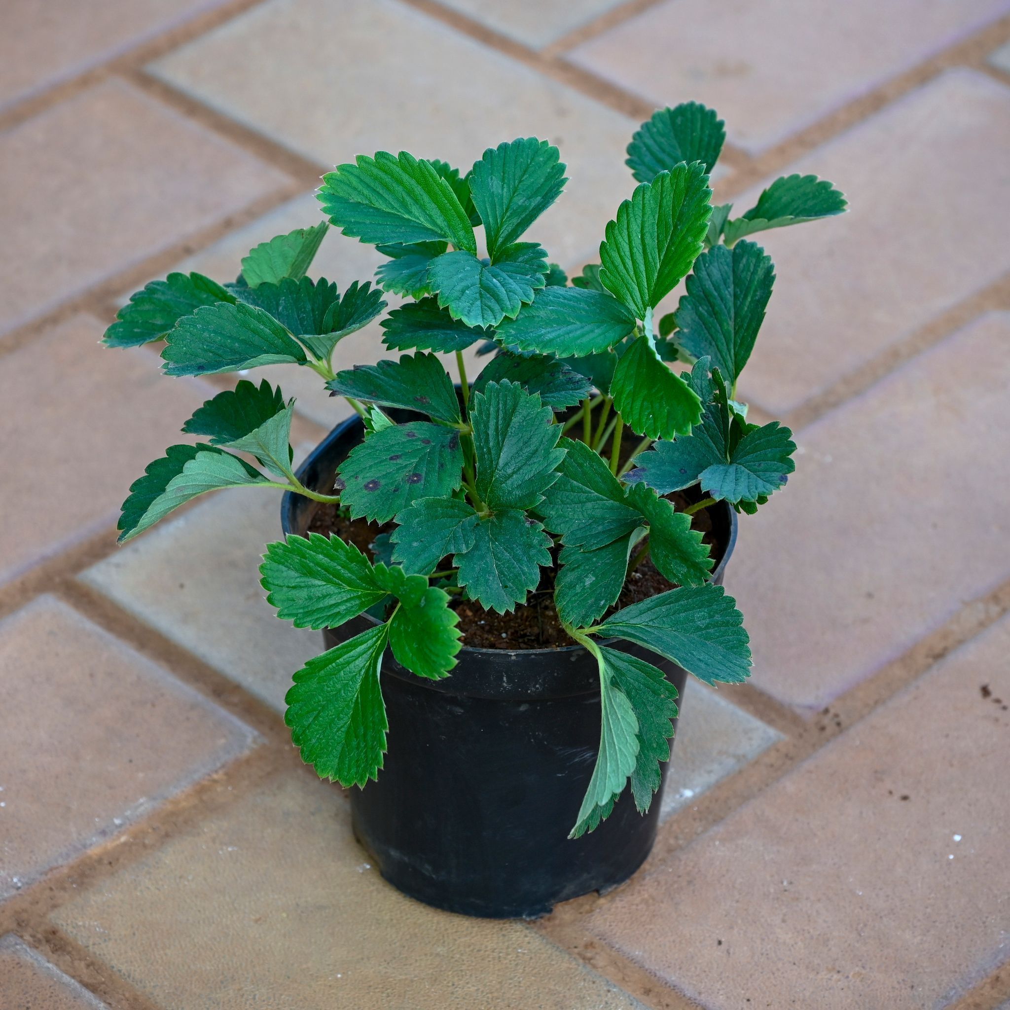 Strawberry in 4 Inch Nursery Pot