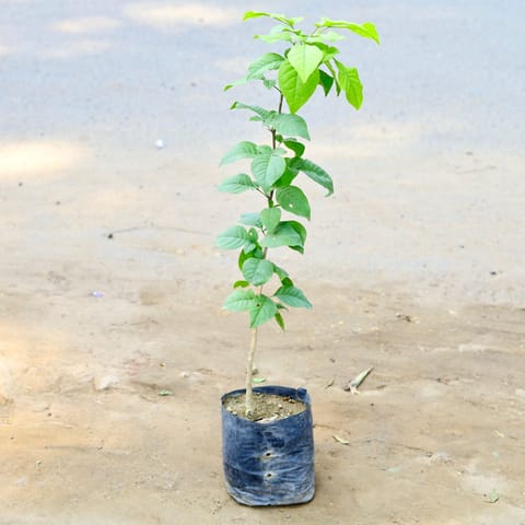 Bel Patra in 5 Inch Nursery Bag