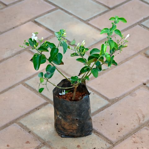 Mogra / Jasmine in 4 Inch Nursery Bag