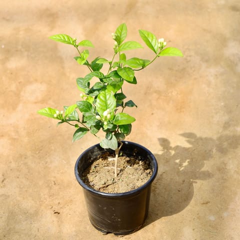 Mogra / Jasmine in 6 Inch Nursery Pot