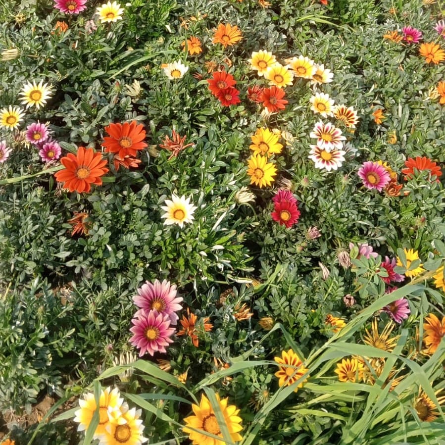 Set of 3 - Gazania (any colour) in 4 Inch Nursery Bag