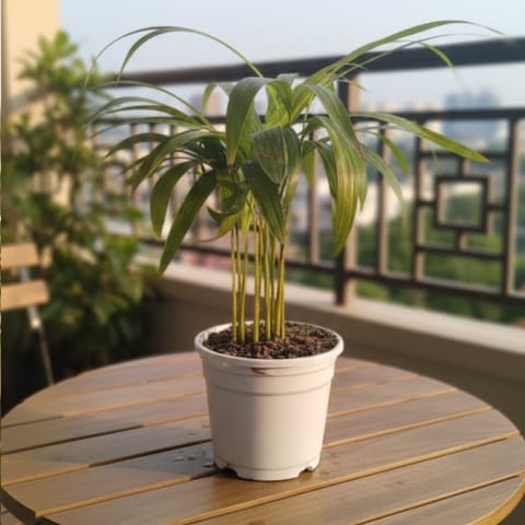 Areca Palm in 4 Inch Nursery Pot