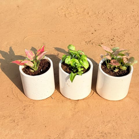 Set of 3 - Aglaonema Pink, Syngonium Green Arrowhead & Syngonium Pink in 4 Inch White Pipe Designer Ceramic Pot (any design)
