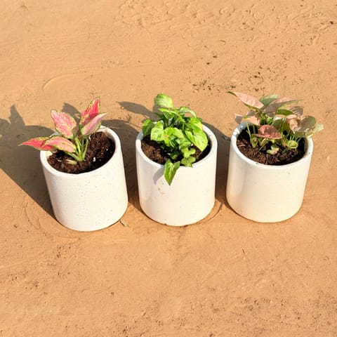 Set of 3 - Aglaonema Pink, Syngonium Green Arrowhead & Syngonium Pink in 4 Inch White Pipe Designer Ceramic Pot (any design)