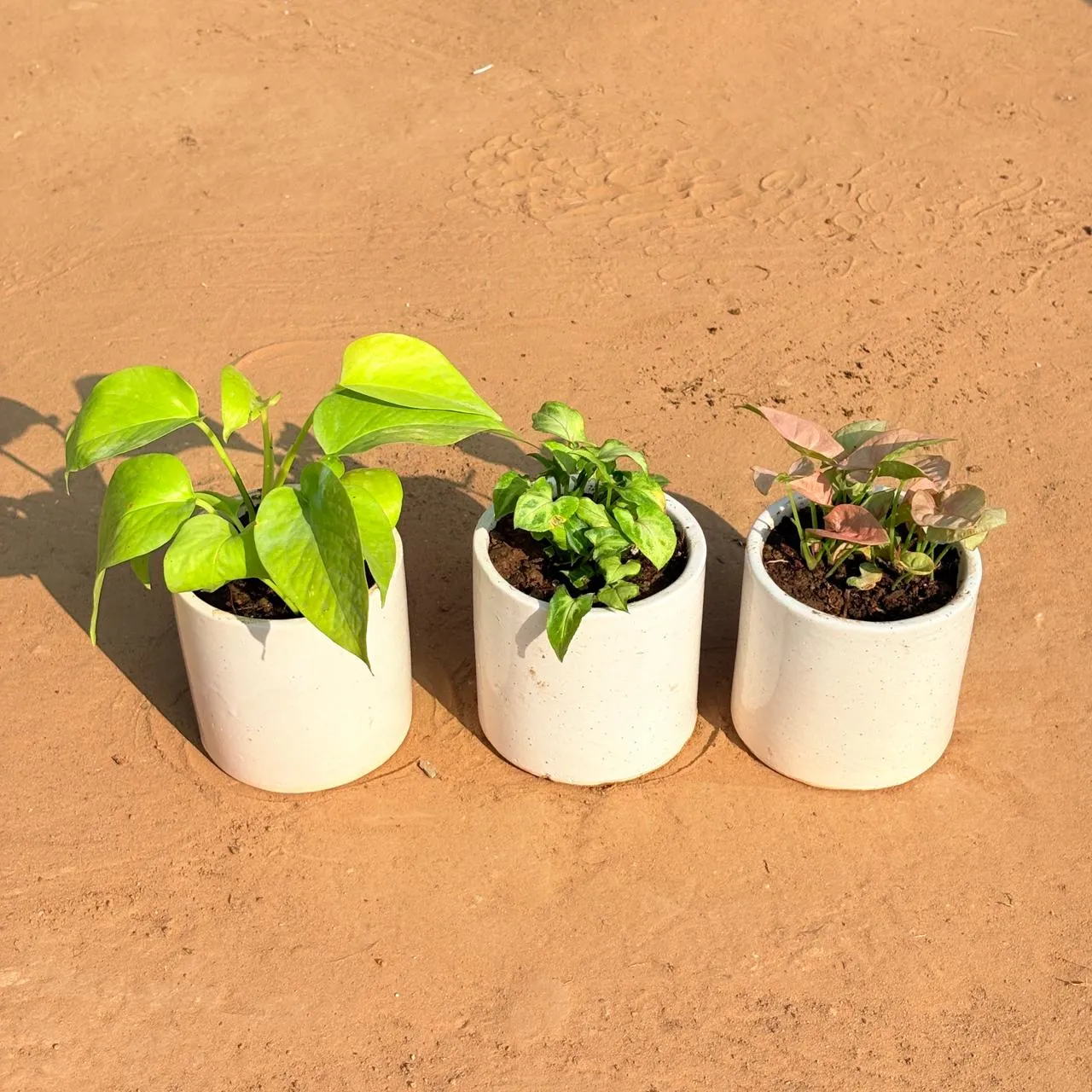 Set of 3 - Golden Money Plant, Syngonium Green Arrowhead & Syngonium Pink in 4 Inch White Pipe Designer Ceramic Pot (any design)