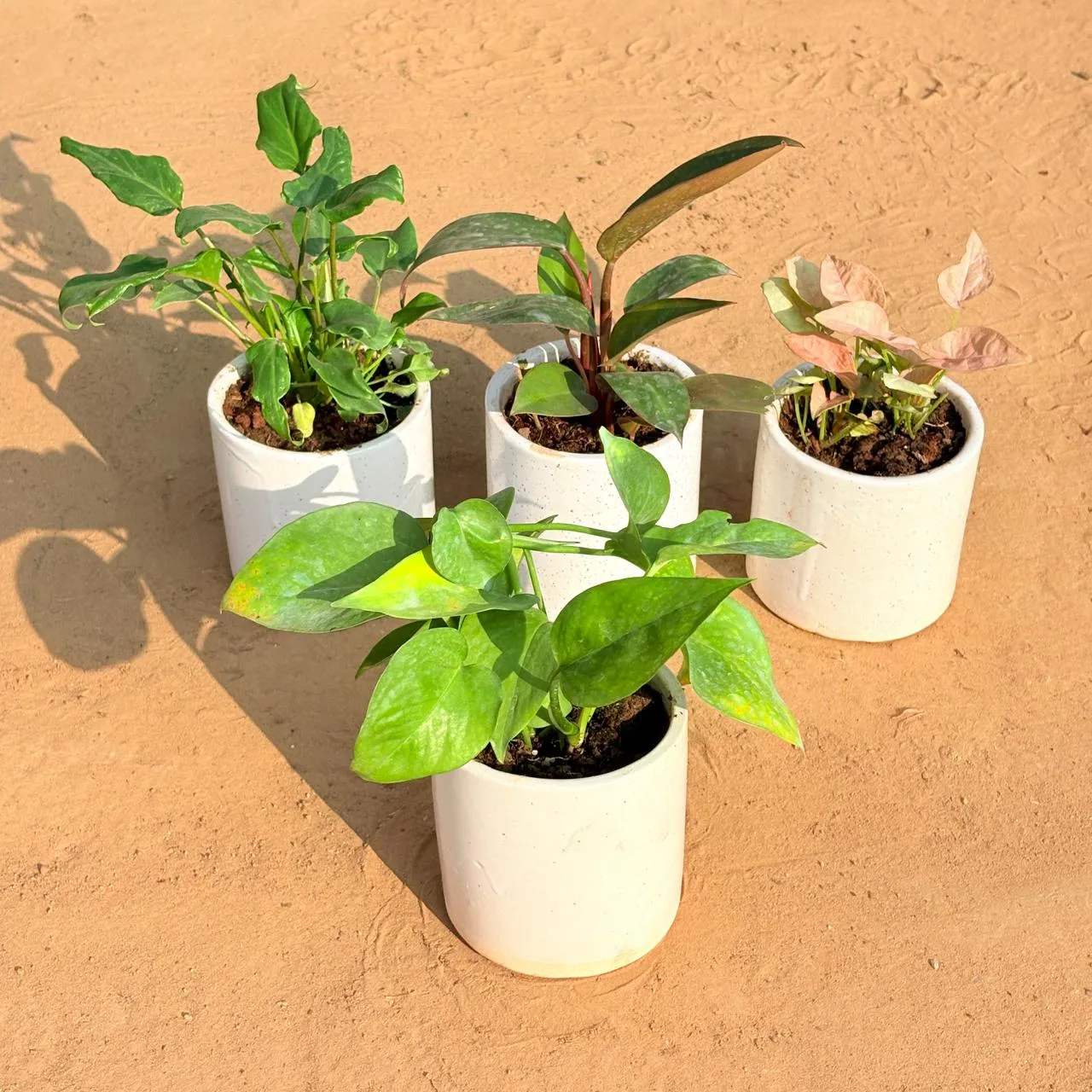 Set of 4 - Xanadu Green, Philodendron Red, Syngonium Pink & Money Plant Green in 4 Inch White Pipe Designer Ceramic Pot (any design)