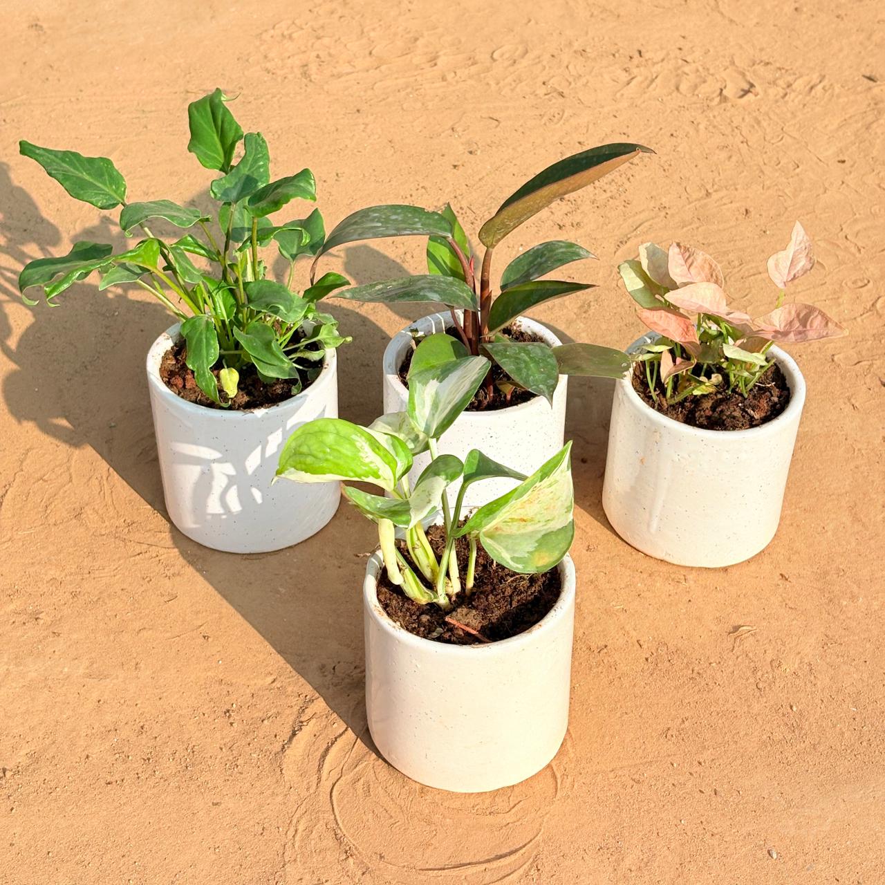 Set of 4 - Xanadu Green, Philodendron Red, Syngonium Pink & Money Plant N'Joy in 4 Inch White Pipe Designer Ceramic Pot (any design)