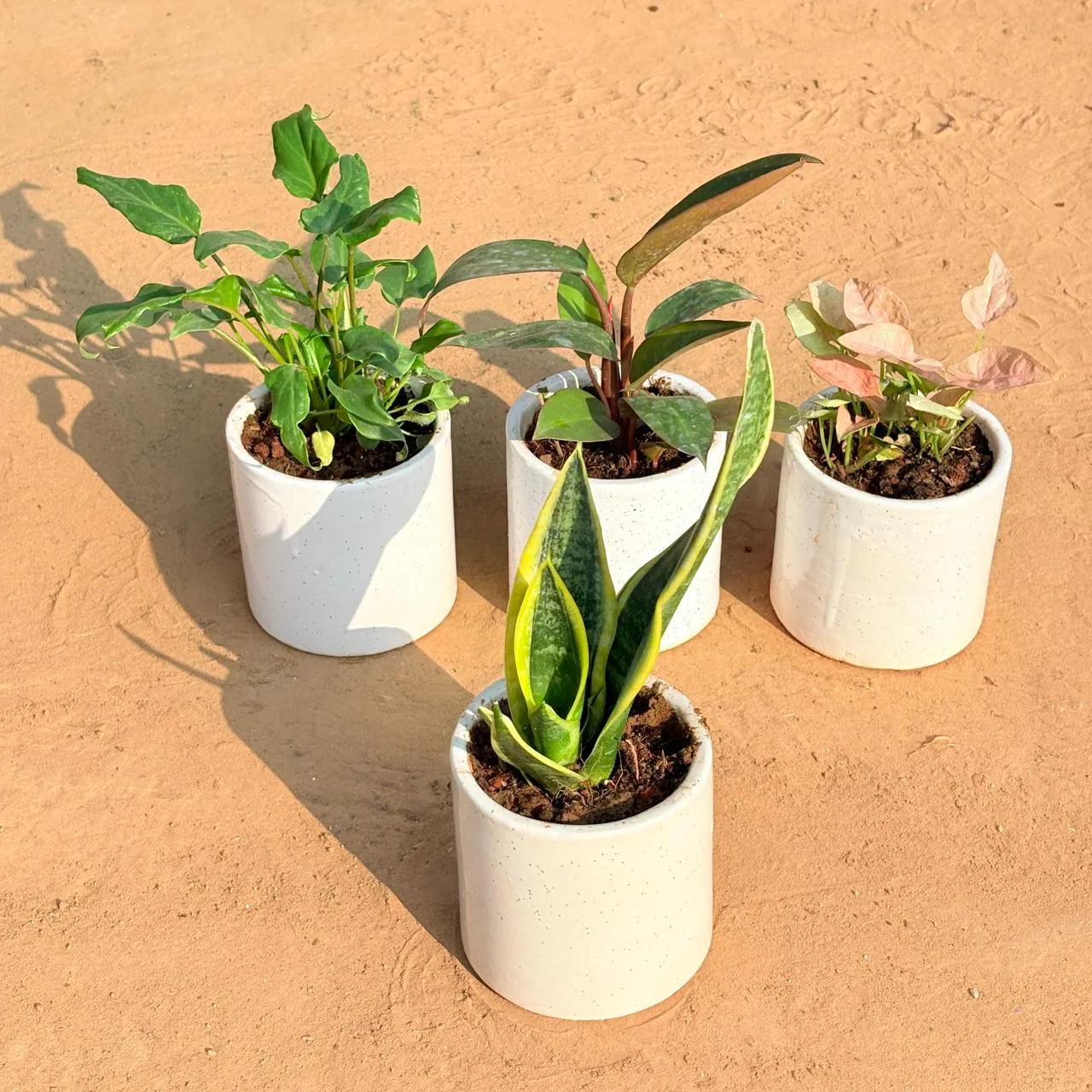 Set of 4 - Xanadu Green, Philodendron Red, Syngonium Pink & Snake Yellow in 4 Inch White Pipe Designer Ceramic Pot (any design)