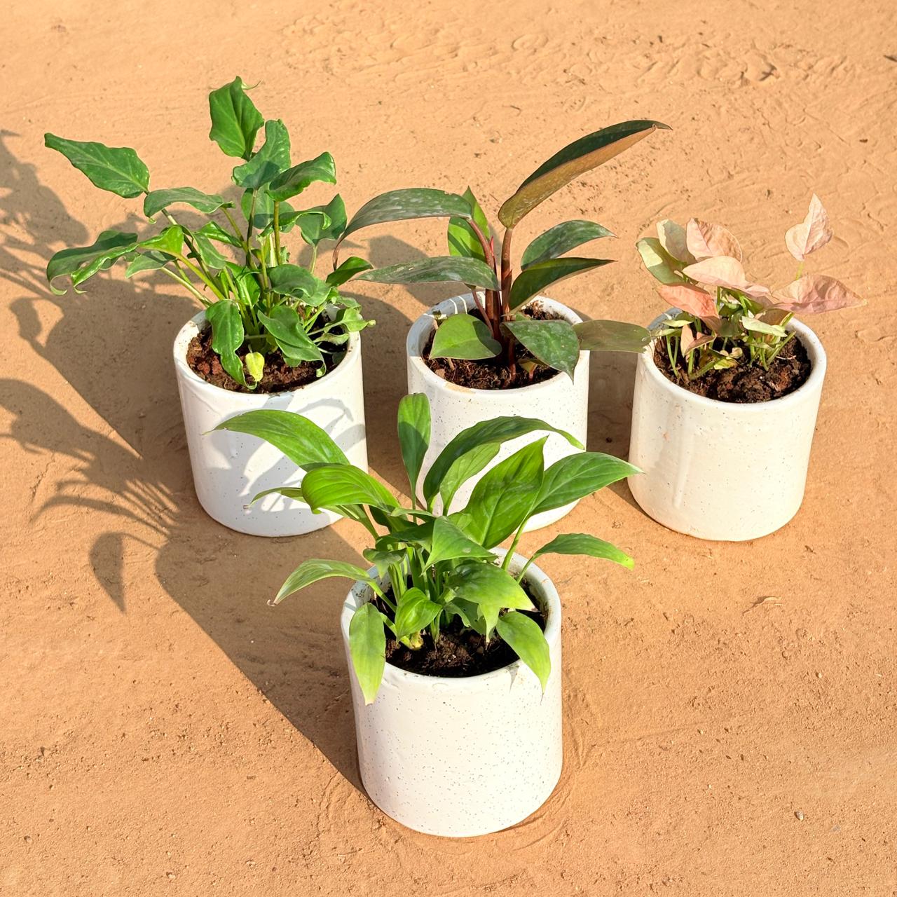 Set of 4 - Xanadu Green, Philodendron Red, Syngonium Pink & Peace Lily in 4 Inch White Pipe Designer Ceramic Pot (any design)