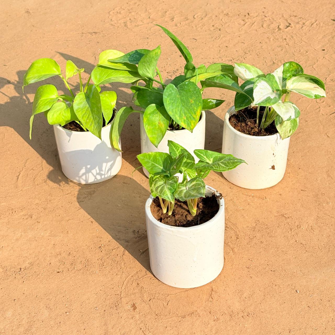 Set of 4 - Golden Money Plant, Money Plant Green, Money Plant N'Joy & Syngonium Alba Dwarf in 4 Inch White Pipe Designer Ceramic Pot (any design)