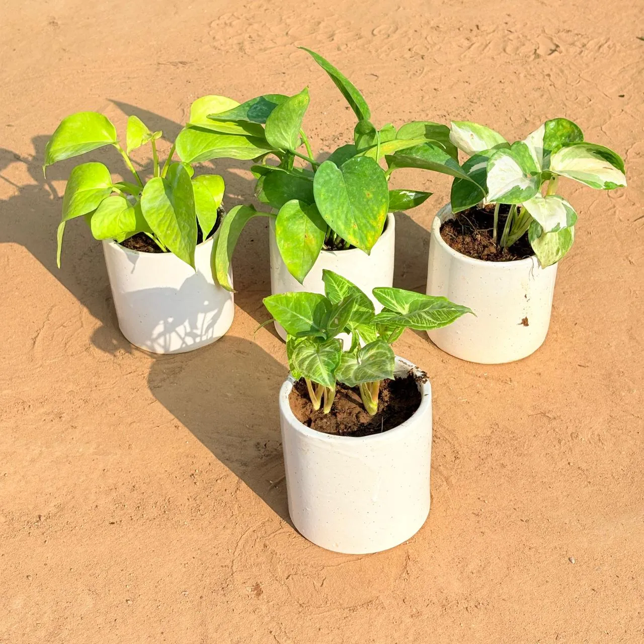 Set of 4 - Golden Money Plant, Money Plant Green, Money Plant N'Joy & Syngonium Alba Dwarf in 4 Inch White Pipe Designer Ceramic Pot (any design)