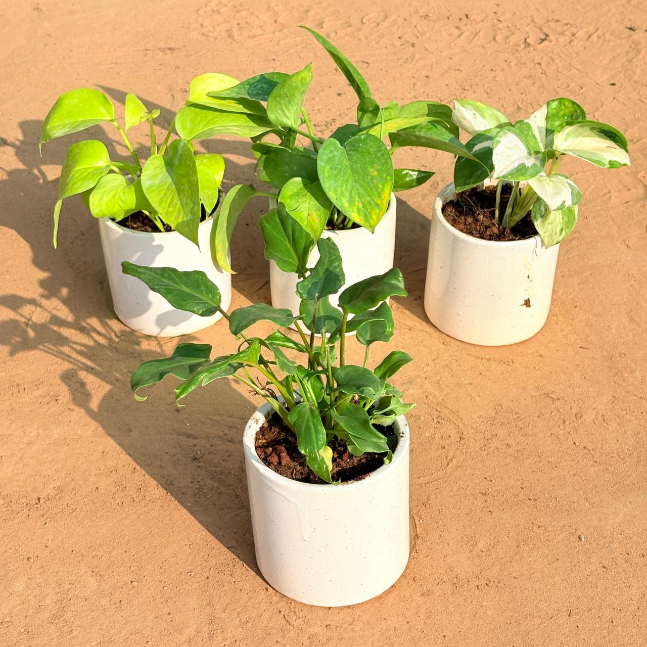 Set of 4 - Golden Money Plant, Money Plant Green, Money Plant N'Joy & Xanadu Green in 4 Inch White Pipe Designer Ceramic Pot (any design)