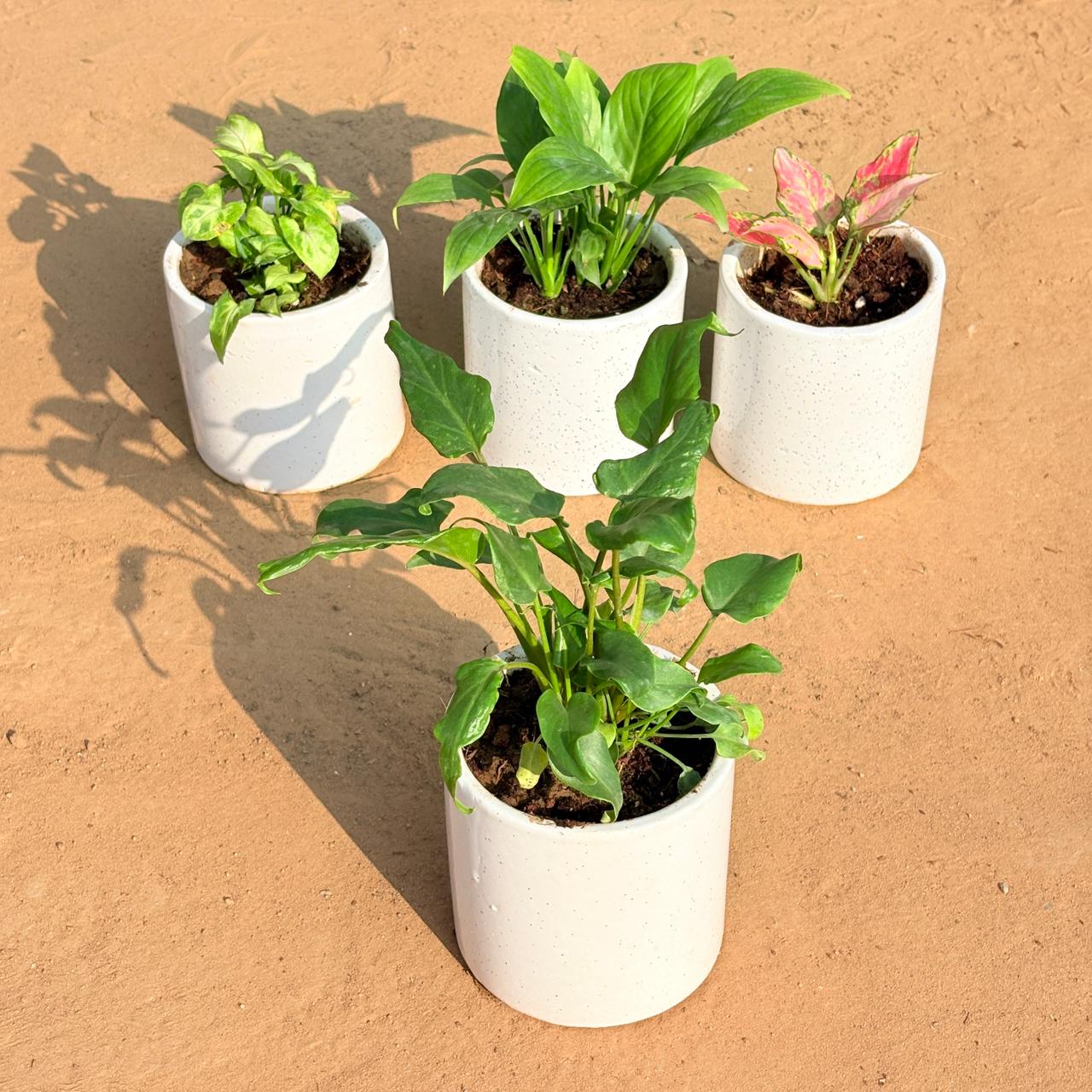 Set of 4 - Syngonium Green Arrowhead, Peace Lily, Aglaonema Pink & Xanadu Green in 4 Inch White Pipe Designer Ceramic Pot (any design)