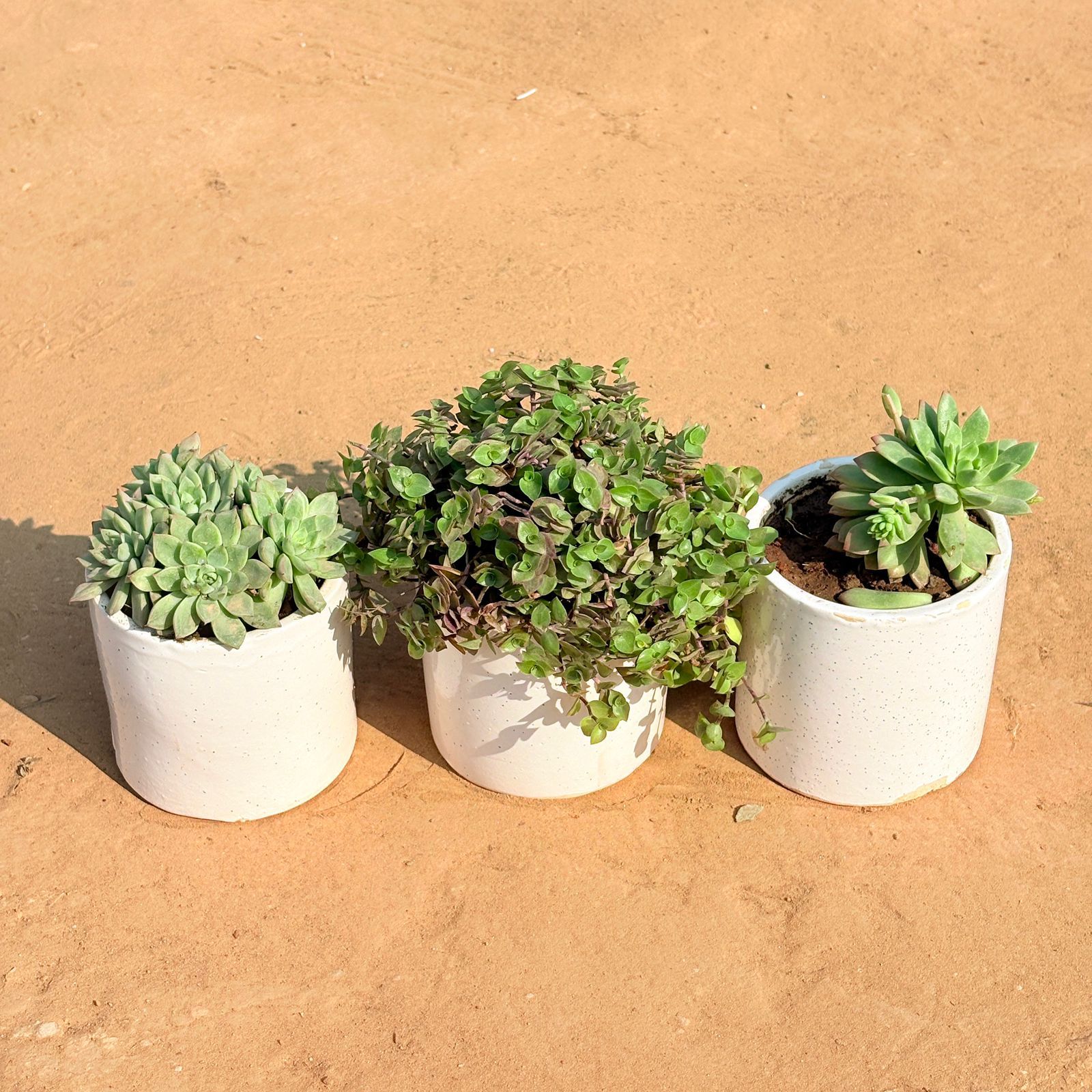 Set of 3 - Echeveria Red Succulent, Black Lady / Turtle Vine Black & Echeveria Elegans Succulent in 4 Inch White Pipe Designer Ceramic Pot (any design)