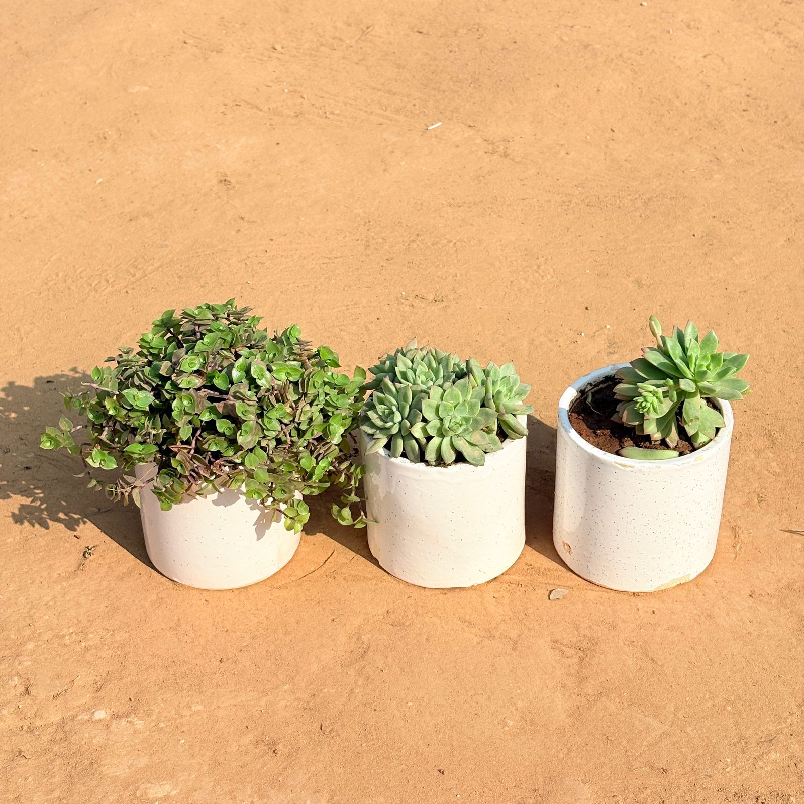 Set of 3 - Black Lady / Turtle Vine Black, Echeveria Red Succulent & Echeveria Elegans Succulent in 4 Inch White Pipe Designer Ceramic Pot (any design)