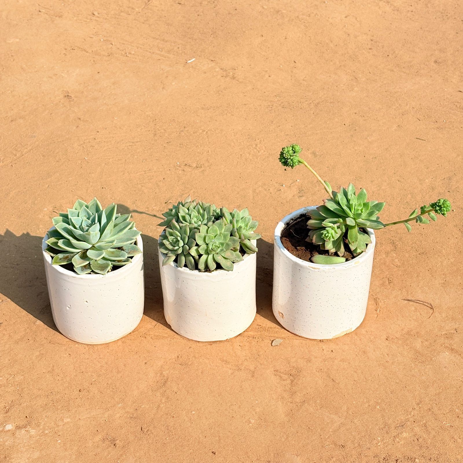 Set of 3 - Echeveria Green Succulent, Echeveria Elegans Succulent & Echeveria Red Succulent in 4 Inch White Pipe Designer Ceramic Pot (any design)