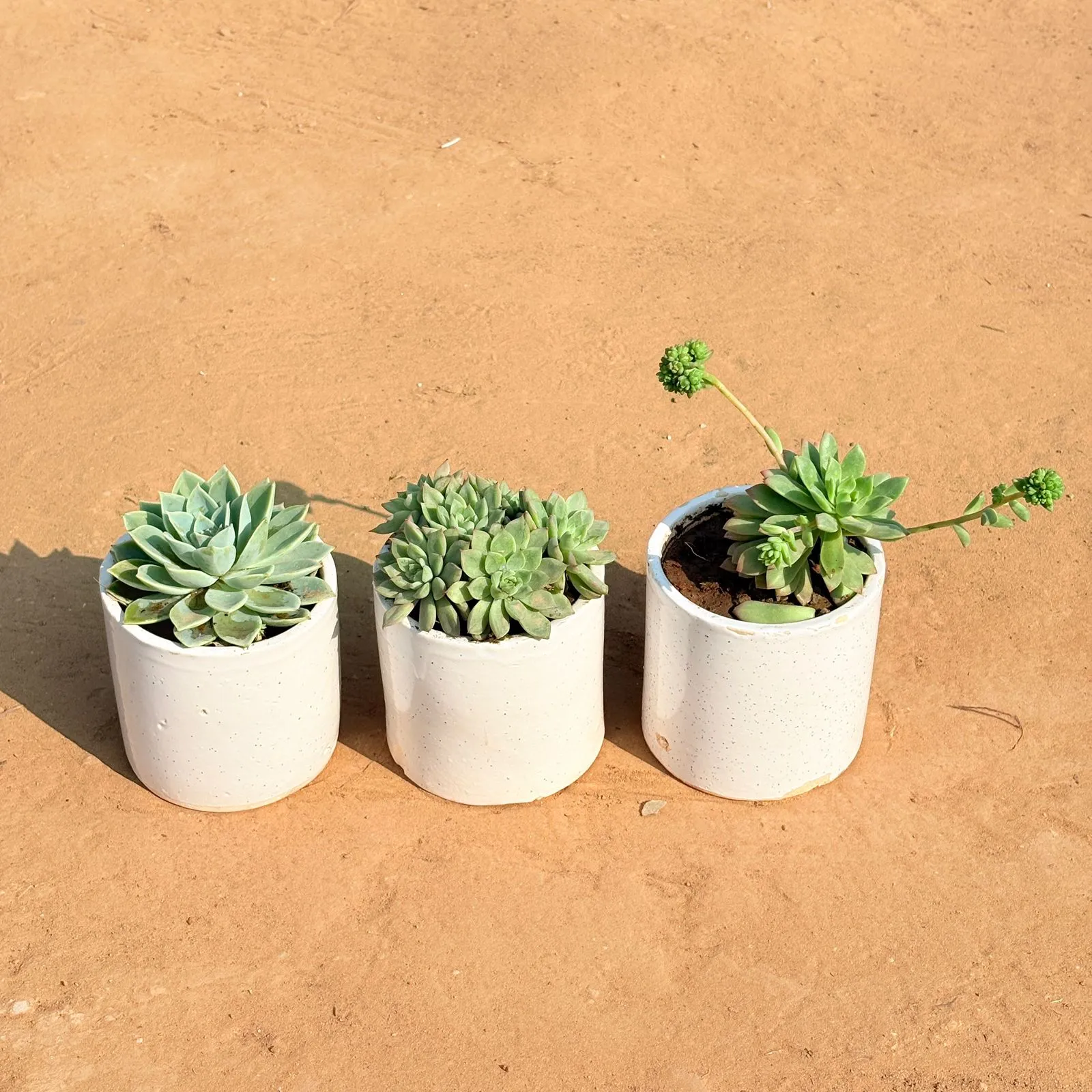 Set of 3 - Echeveria Green Succulent, Echeveria Elegans Succulent & Echeveria Red Succulent in 4 Inch White Pipe Designer Ceramic Pot (any design)