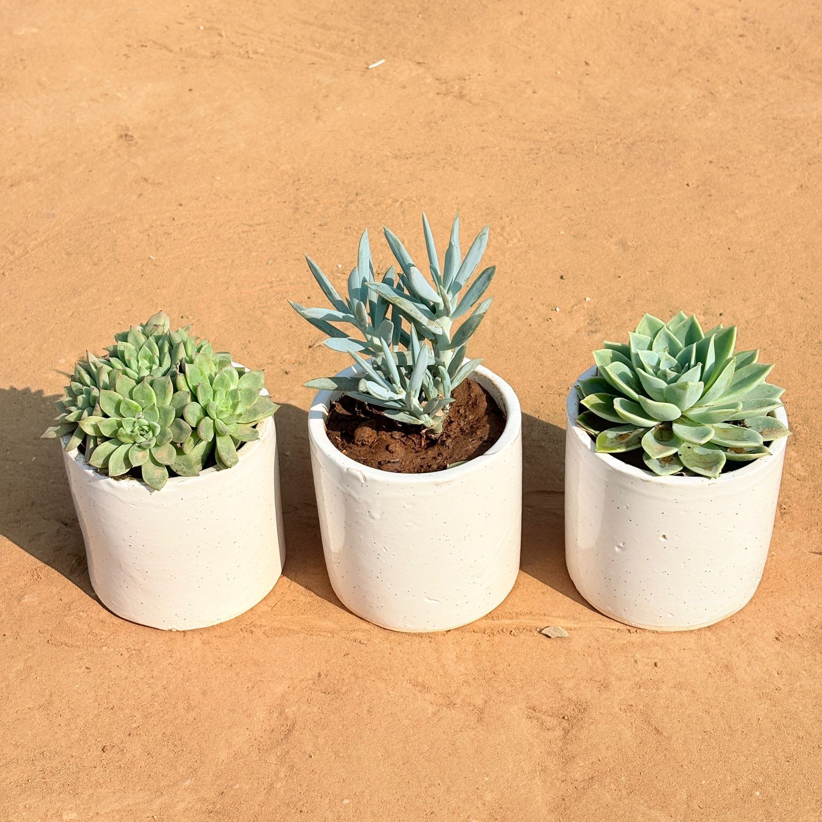 Set of 3 - Echeveria Elegans Succulent , Curio Repens Succulent & Echeveria Green Succulent in 4 Inch White Pipe Designer Ceramic Pot (any design)