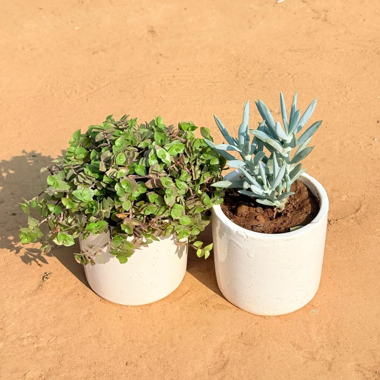 Set of 2 - Black Lady / Turtle Vine Black & Curio Repens Succulent in 4 Inch White Pipe Designer Ceramic Pot (any design)