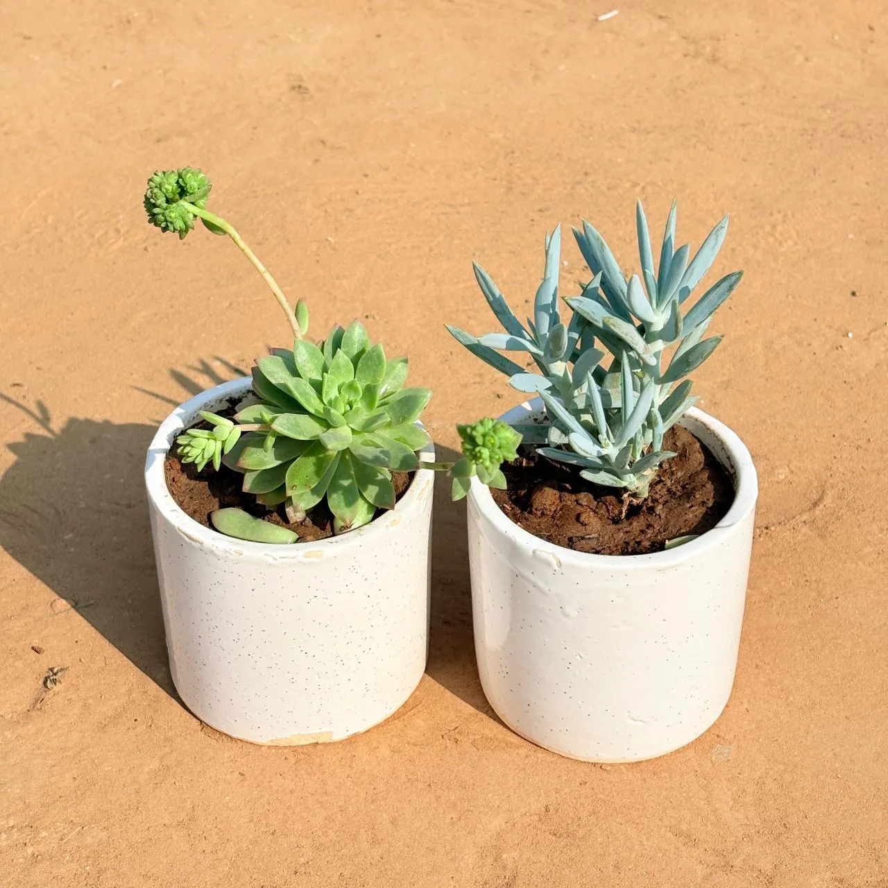 Set of 2 - Echeveria Red Succulent & Curio Repens Succulent in 4 Inch White Pipe Designer Ceramic Pot (any design)