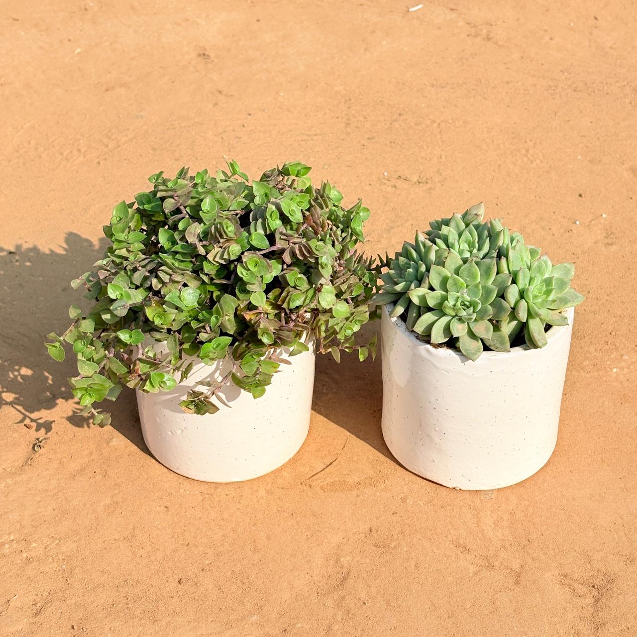 Set of 2 - Black Lady / Turtle Vine Black & Echeveria Elegans Succulent in 4 Inch White Pipe Designer Ceramic Pot (any design)