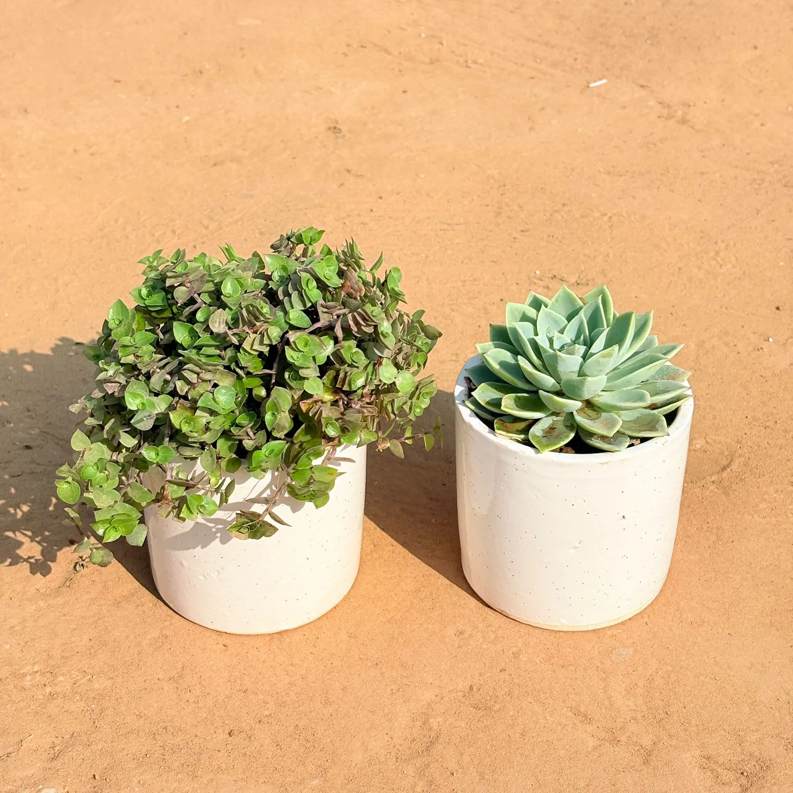 Set of 2 - Black Lady / Turtle Vine Black & Echeveria Green Succulent in 4 Inch White Pipe Designer Ceramic Pot (any design)