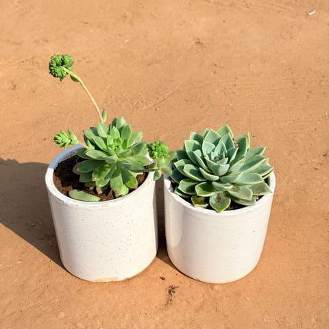 Set of 2 - Echeveria Red Succulent & Echeveria Green Succulent in 4 Inch White Pipe Designer Ceramic Pot (any design)
