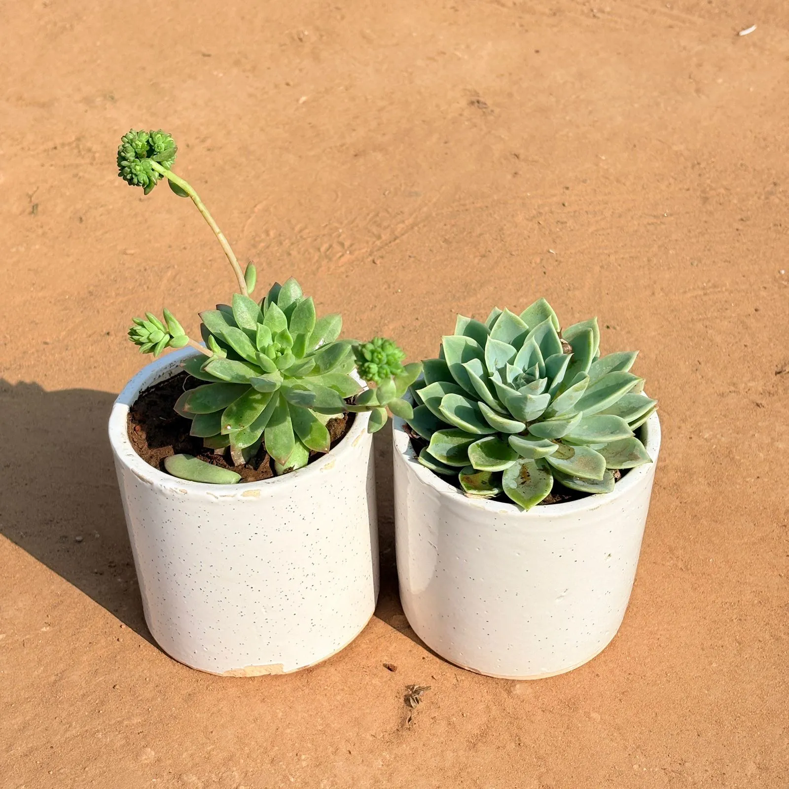 Set of 2 - Echeveria Red Succulent & Echeveria Green Succulent in 4 Inch White Pipe Designer Ceramic Pot (any design)