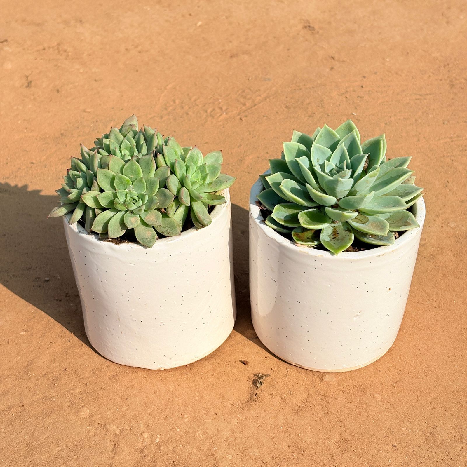 Set of 2 - Echeveria Elegans Succulent & Echeveria Green Succulent in 4 Inch White Pipe Designer Ceramic Pot (any design)