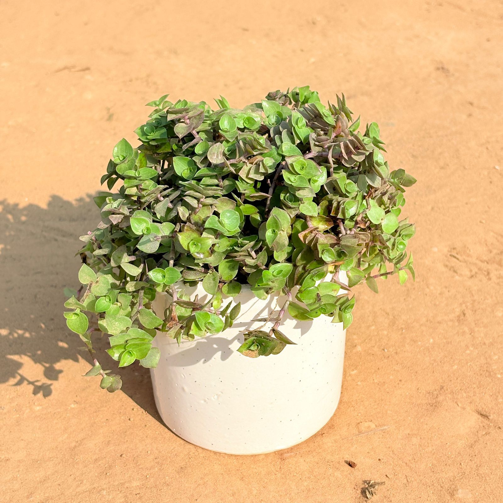 Black Lady / Turtle Vine Black in 4 Inch White Pipe Designer Ceramic Pot (any design)