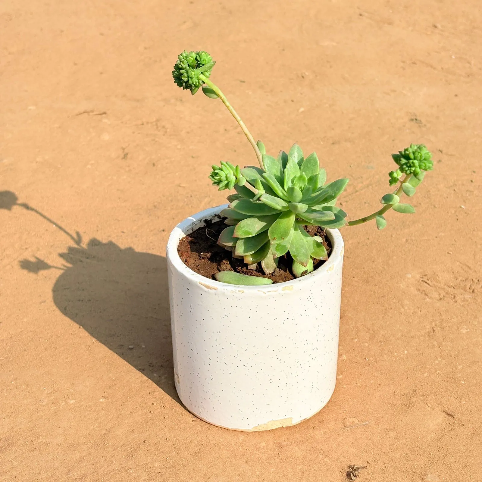 Echeveria Red Succulent in 4 Inch White Pipe Designer Ceramic Pot (any design)