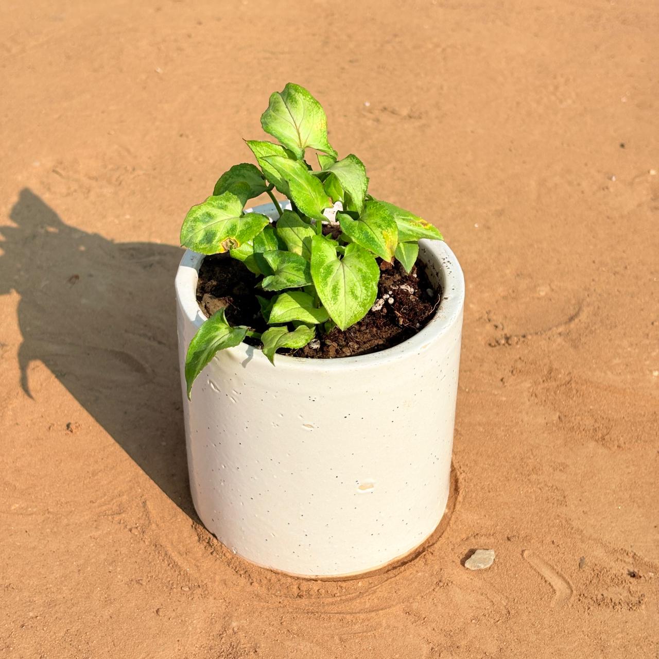 Syngonium Green Arrowhead in 4 Inch White Pipe Designer Ceramic Pot (any design)