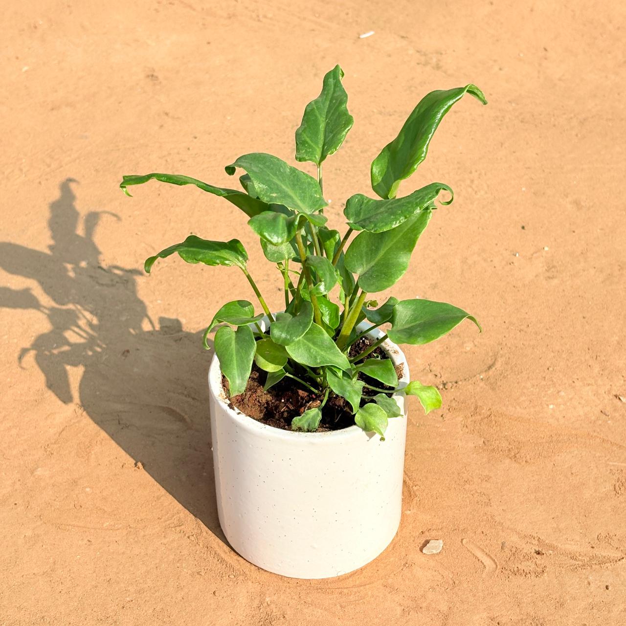 Xanadu Green in 4 Inch White Pipe Designer Ceramic Pot (any design)