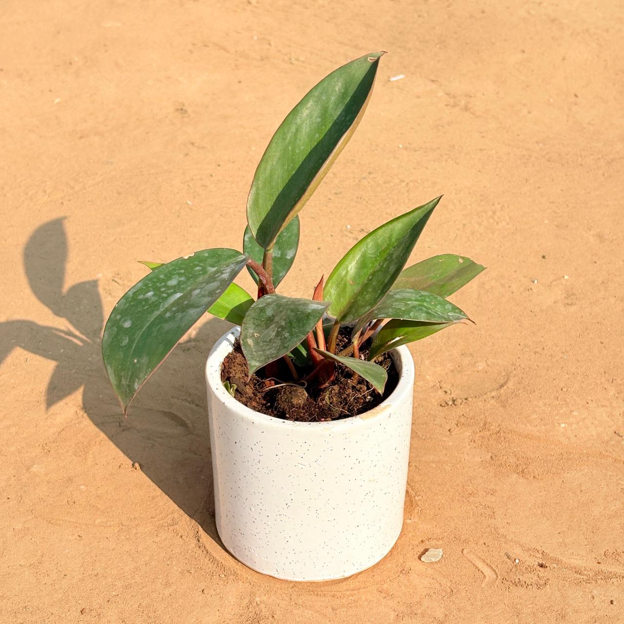 Philodendron Red in 4 Inch White Pipe Designer Ceramic Pot (any design)