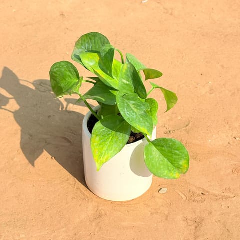 Money Plant Green in 4 Inch White Pipe Designer Ceramic Pot (any design)