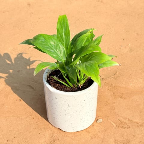 Peace Lily in 4 Inch White Pipe Designer Ceramic Pot (any design)