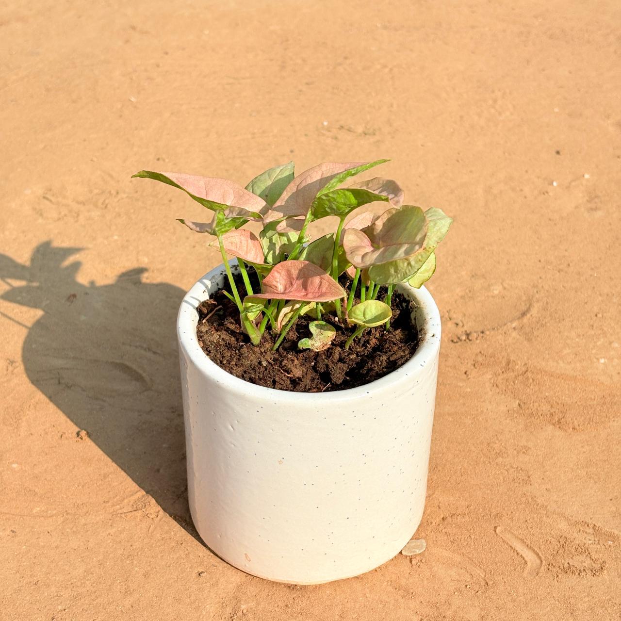 Syngonium Pink in 4 Inch White Pipe Designer Ceramic Pot (any design)