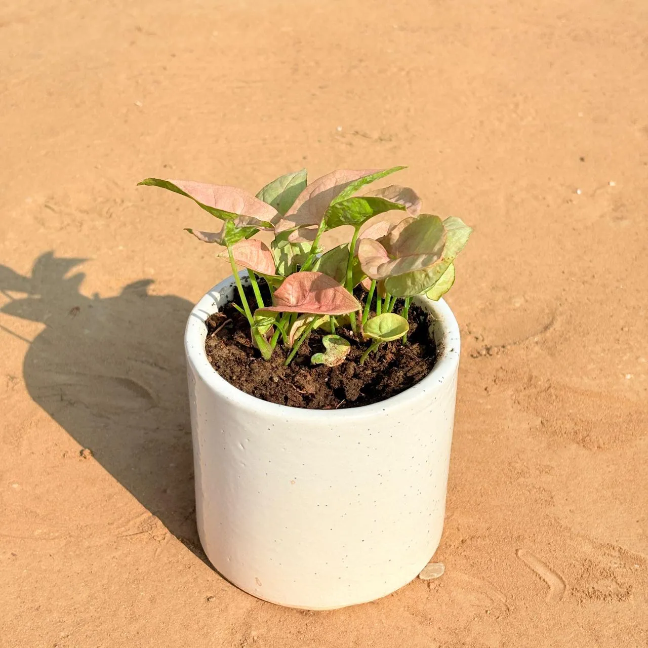 Syngonium Pink in 4 Inch White Pipe Designer Ceramic Pot (any design)