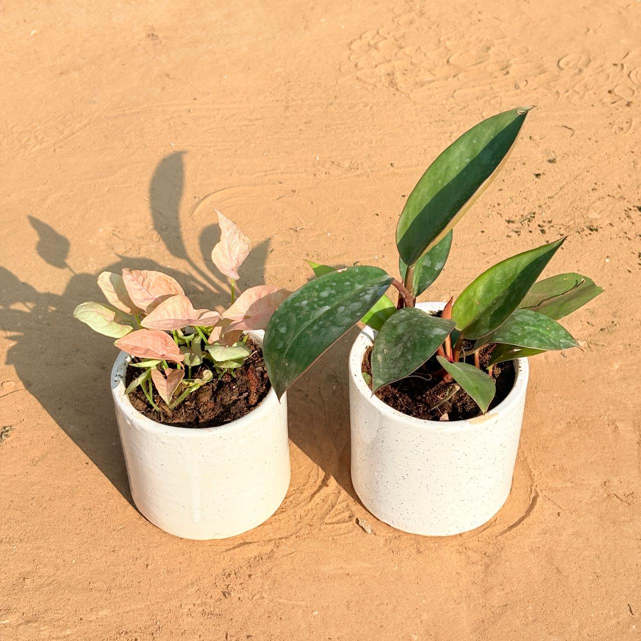 Set of 2 - Syngonium Pink & Philodendron Red in 4 Inch White Pipe Designer Ceramic Pot (any design)