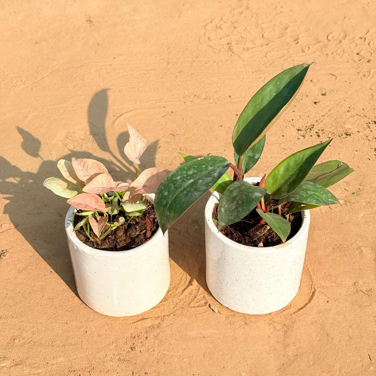 Set of 2 - Syngonium Pink & Philodendron Red in 4 Inch White Pipe Designer Ceramic Pot (any design)