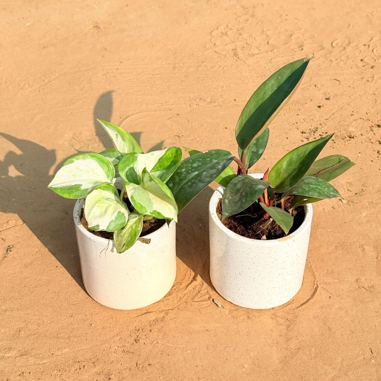 Set of 2 - Money Plant N'Joy & Philodendron Red in 4 Inch White Pipe Designer Ceramic Pot (any design)