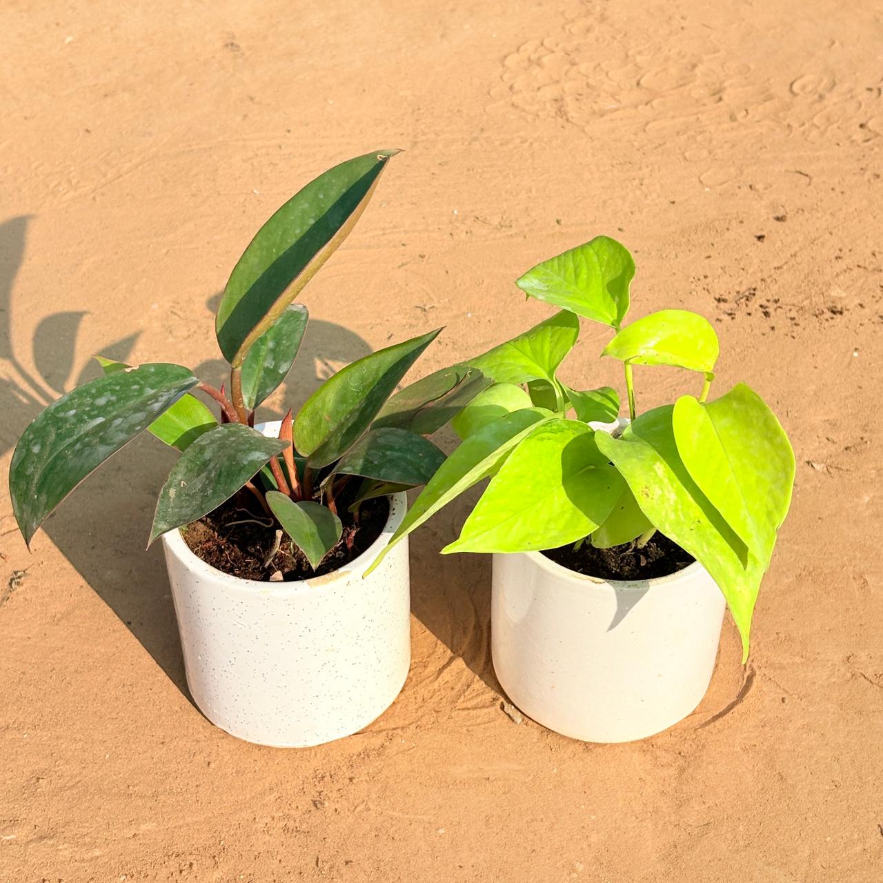 Set of 2 - Philodendron Red & Golden Money Plant in 4 Inch White Pipe Designer Ceramic Pot (any design)