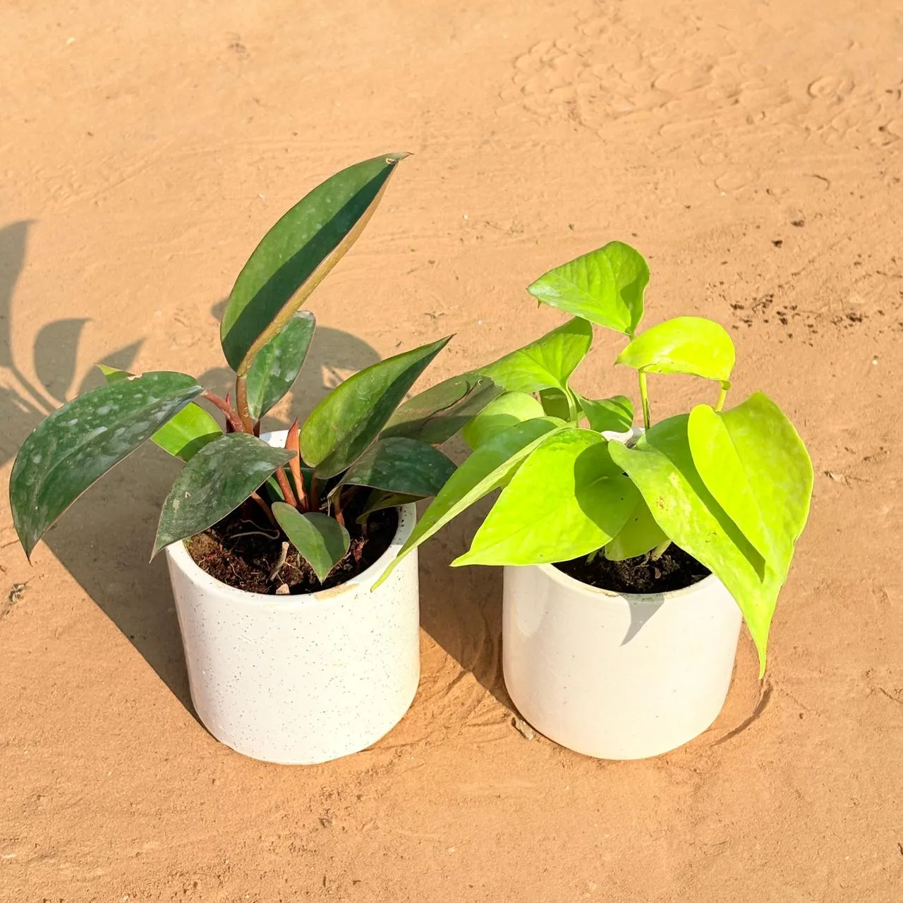Set of 2 - Philodendron Red & Golden Money Plant in 4 Inch White Pipe Designer Ceramic Pot (any design)
